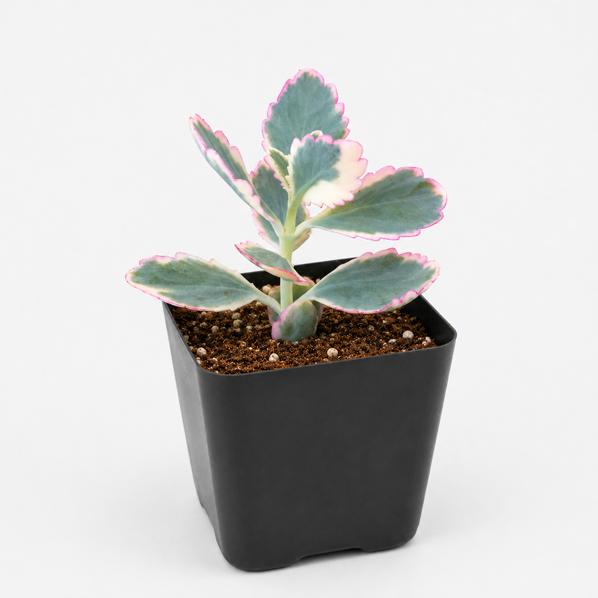 buy 2 inch Kalanchoe fedtschenkoi 'Aurora Borealis' online, ornamental succulent for indoor and outdoor gardens, drought tolerant succulent plant, low maintenance succulent houseplant, decorative potted succulent