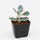 buy 2 inch Kalanchoe fedtschenkoi 'Aurora Borealis' online, variegated lavender scallops succulent, rare Kalanchoe succulent plant, colorful variegated succulent foliage, pink cream green succulent leaves
