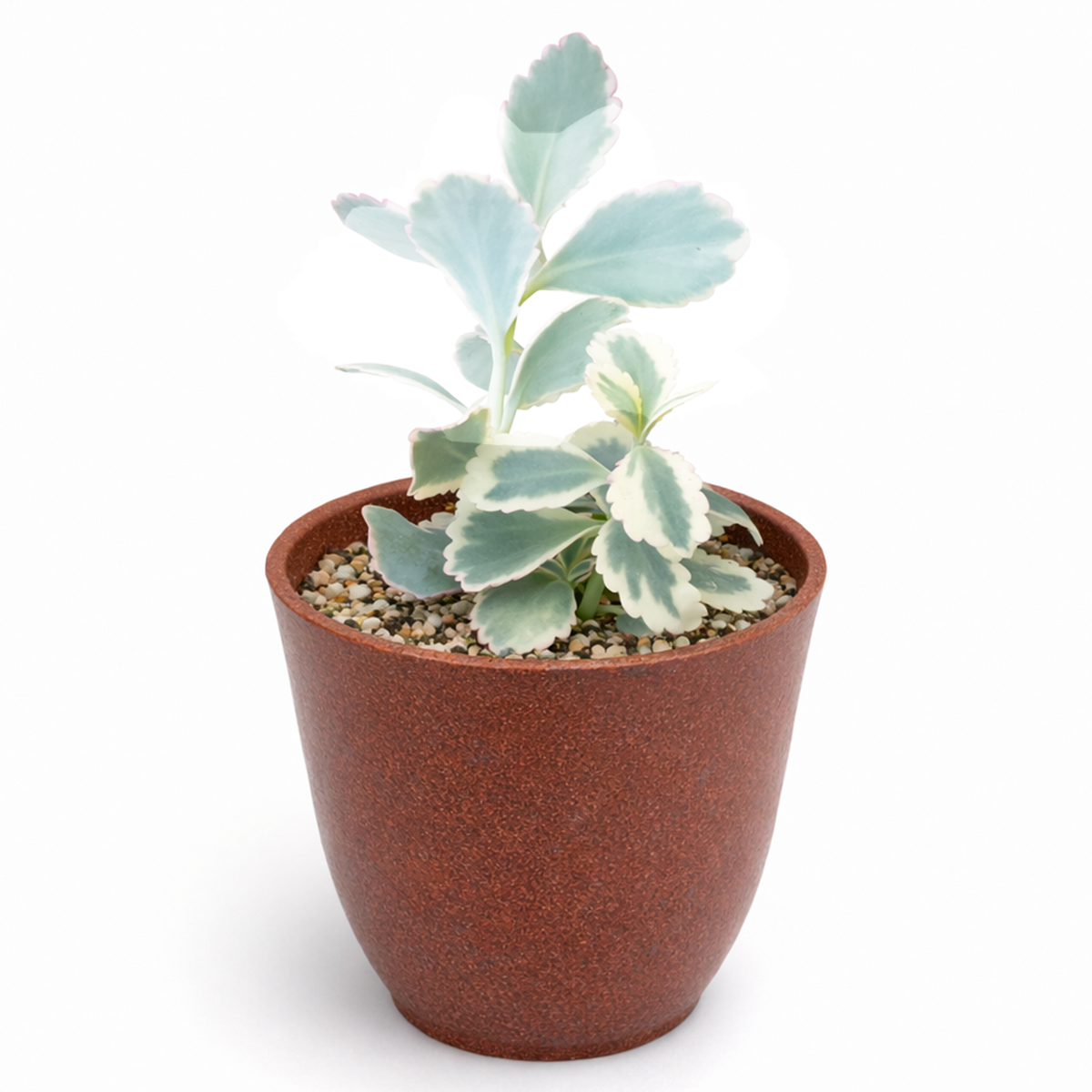 2 inch Kalanchoe fedtschenkoi 'Aurora Borealis' for sale, decorative succulent centerpiece arrangement, succulent gift for plant lovers, indoor outdoor ornamental succulent, exotic succulent collection plant, stylish desk decor succulent, architectural succulent foliage