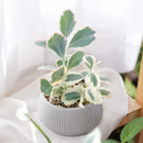 buy 2 inch Kalanchoe fedtschenkoi 'Aurora Borealis' online, variegated lavender scallops succulent, rare Kalanchoe succulent plant, colorful variegated succulent foliage, pink cream green succulent leaves