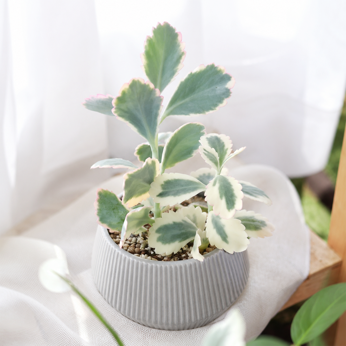 2 inch Kalanchoe fedtschenkoi 'Aurora Borealis', green succulents, outdoor indoor succulents, succulent care guide, buy succulents online
