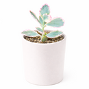 buy 2 inch Kalanchoe fedtschenkoi 'Aurora Borealis' online, variegated lavender scallops succulent, rare Kalanchoe succulent plant, colorful variegated succulent foliage, pink cream green succulent leaves