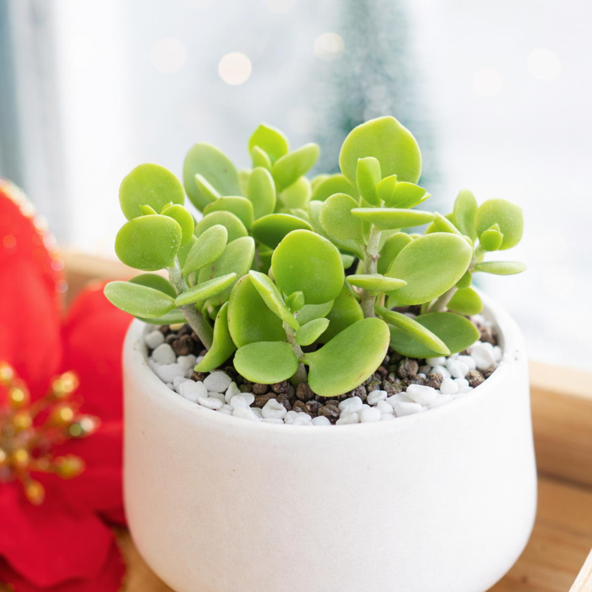 2 inch Kalanchoe hildebrandtii var. glabra, green succulents, indoor succulents, succulent care guide, buy succulents online