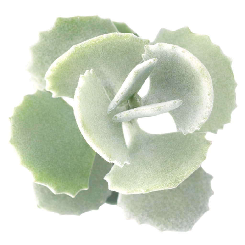 Kalanchoe millotii in California, How to grow Kalanchoe millotii, rare succulents, rare succulents for sale, unique succulents