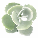 2 inch Kalanchoe millotii, green succulents, indoor succulents, succulent care guide, buy succulents online