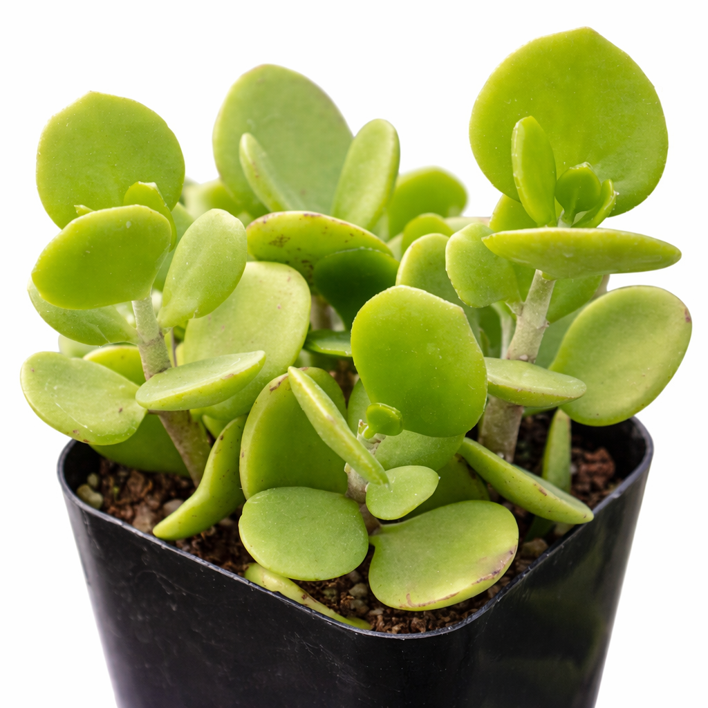 2 inch Kalanchoe hildebrandtii var. glabra, green succulents, indoor succulents, succulent care guide, buy succulents online