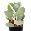 2 inch Kalanchoe millotii, green succulents, indoor succulents, succulent care guide, buy succulents online