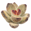 2 inch Kalanchoe tomentosa 'Teddy Bear', green succulents, indoor succulents, succulent care guide, buy succulents online
