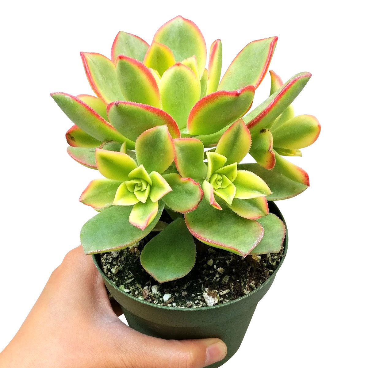 succulent that looks like anemone Aeonium Kiwi Rare Succulent Aeonium Haworthii Rosette Plant 2 inch / Bamboo Pot by Succulents Box