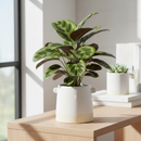 Knob Cylinder Ceramic Pot 5in for sale, Decorative Planter for Succulent and Houseplant