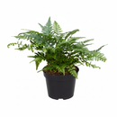 Buy 4 inch Korean Rock Fern in grower pot, Easy to grow houseplant