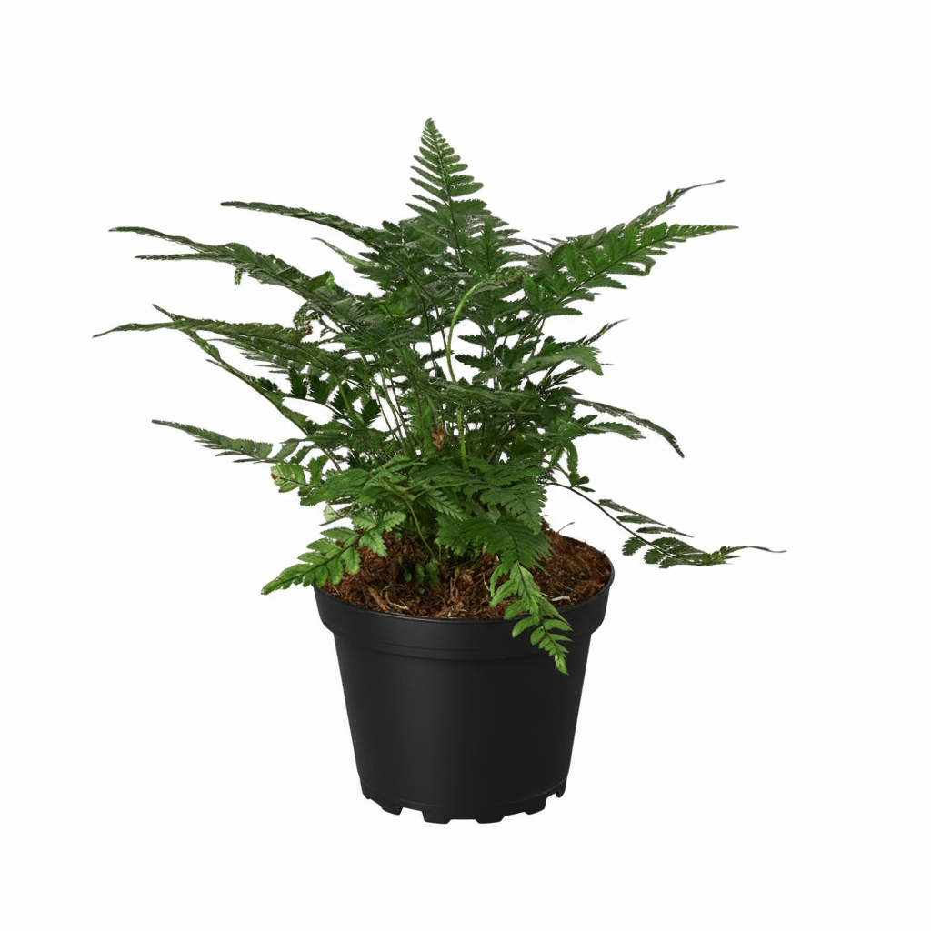 Buy 4 inch Korean Rock Fern in grower pot, Easy to grow houseplant
