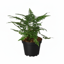 Buy 4 inch Korean Rock Fern in grower pot, Easy to grow houseplant