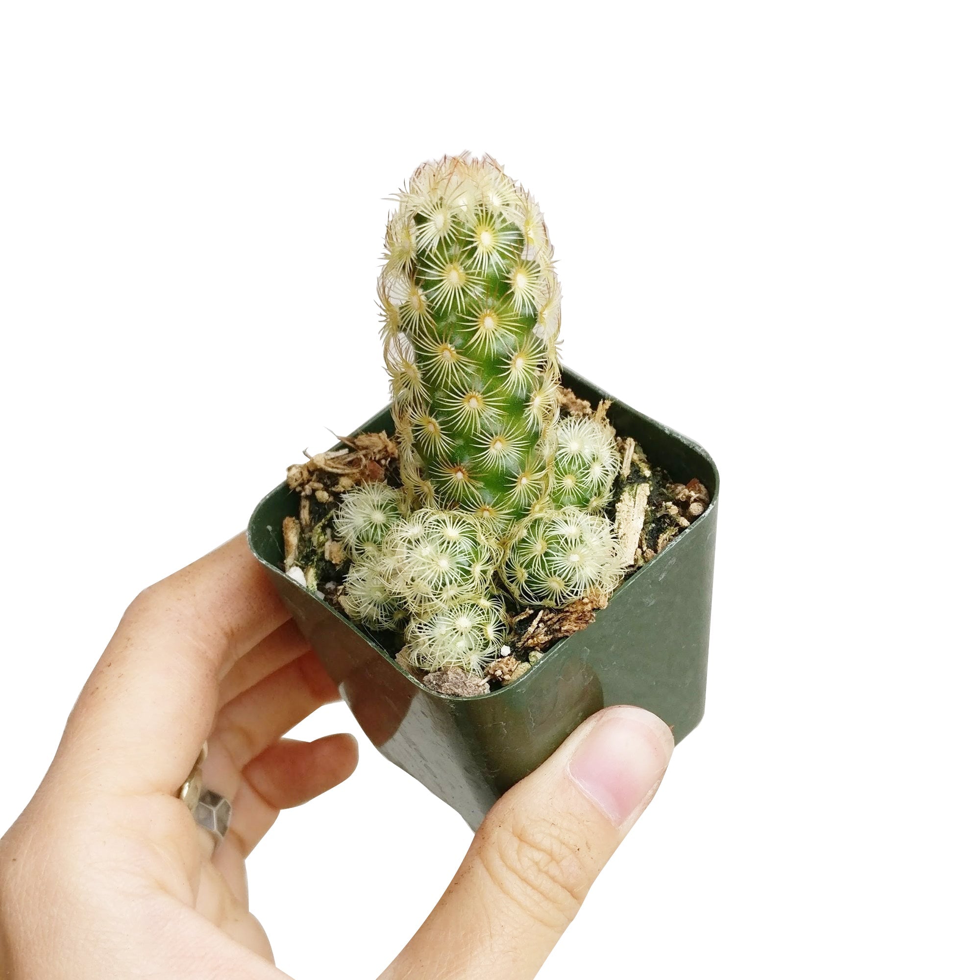 lady fingers succulent plant Lady Fingers Cactus Mammillaria Elongata