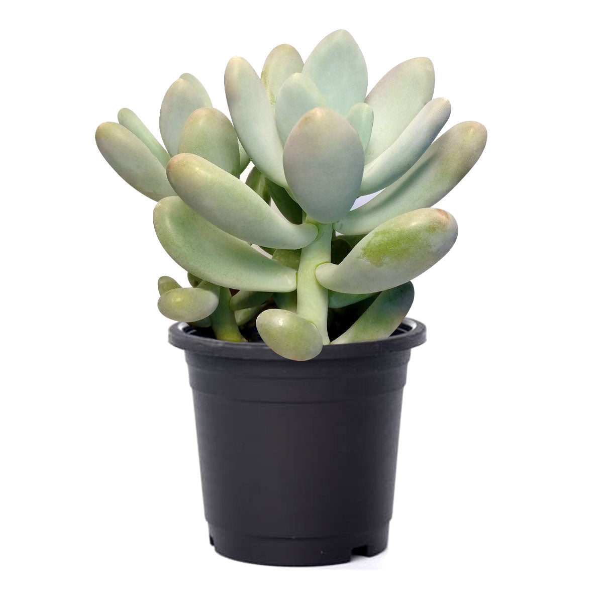 is lavender a succulent Lavender Pebbles Graptopetalum amethystinum | Care Guide