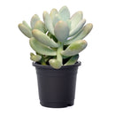 Lavender Pebbles for sale, succulents store in CA, monthly succulents, succulent care tips, succulent care guide, Succulents shop near me, succulent subscription, how to grow succulents, cactus, Lavender Pebbles in California, How to grow Lavender Pebbles, rare succulents, rare succulents for sale, unique succulents, buy succulents online, rare succulent, succulent shop, unusual succulents, succulent store, succulents online