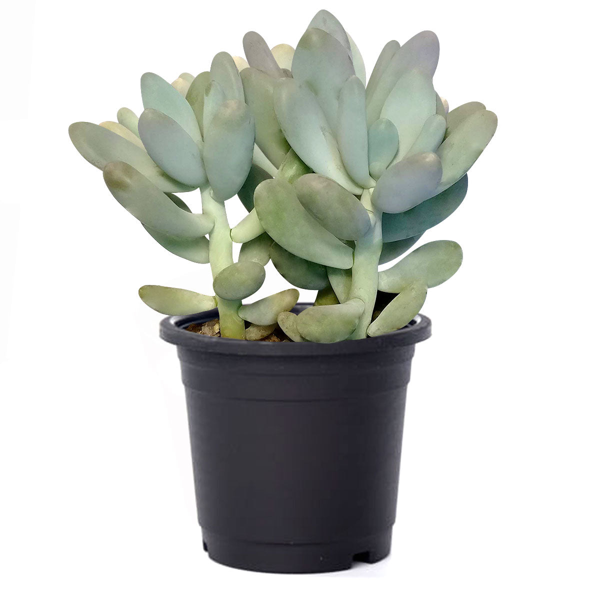 lavender pebbles succulent care Lavender Pebbles Graptopetalum amethystinum | Care Guide