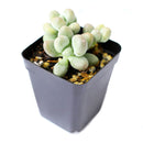 Lavender Pebbles for sale, succulents store in CA, monthly succulents, succulent care tips, succulent care guide, Succulents shop near me, succulent subscription, how to grow succulents, cactus, Lavender Pebbles in California, How to grow Lavender Pebbles, rare succulents, rare succulents for sale, unique succulents, buy succulents online, rare succulent, succulent shop, unusual succulents, succulent store, succulents online