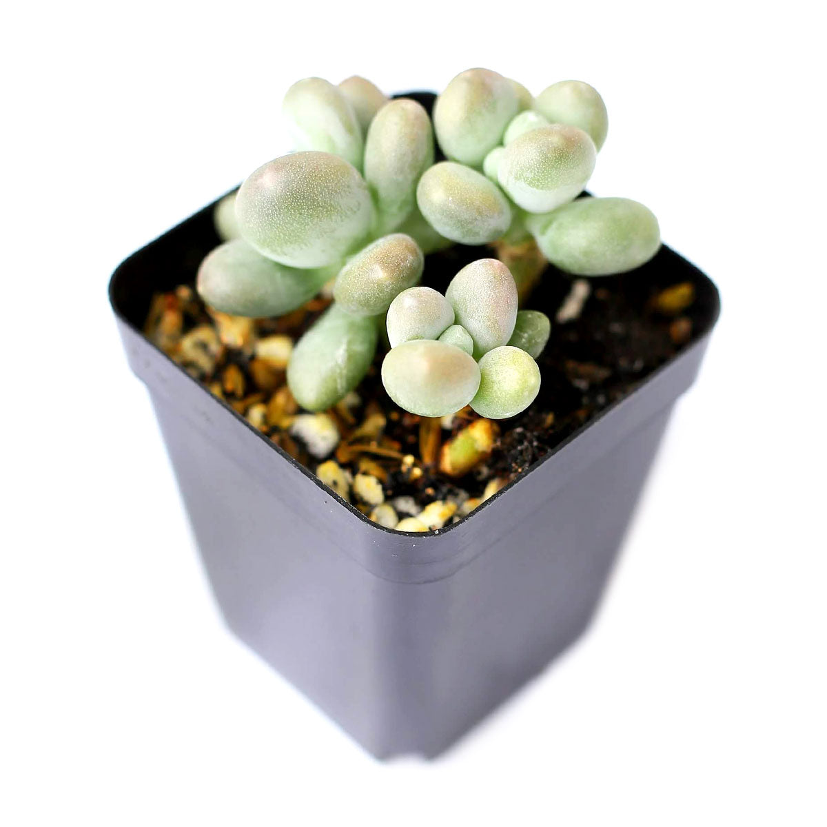 lavender moonstone succulent Lavender Pebbles Graptopetalum amethystinum | Care Guide