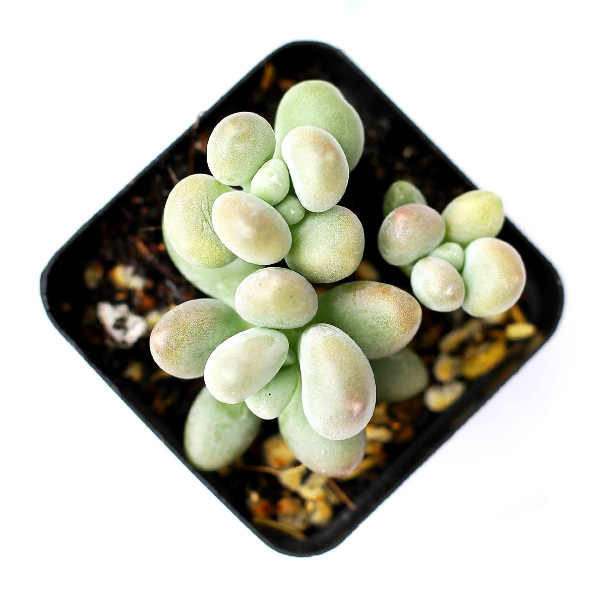 lavender pebble succulent Lavender Pebbles Graptopetalum amethystinum | Care Guide