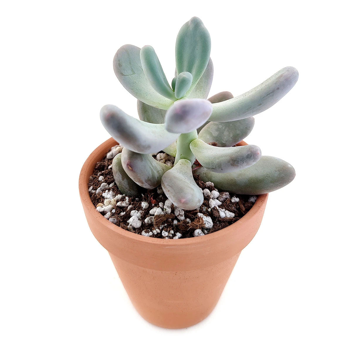 lavender pebble succulent Lavender Pebbles Graptopetalum amethystinum | Care Guide