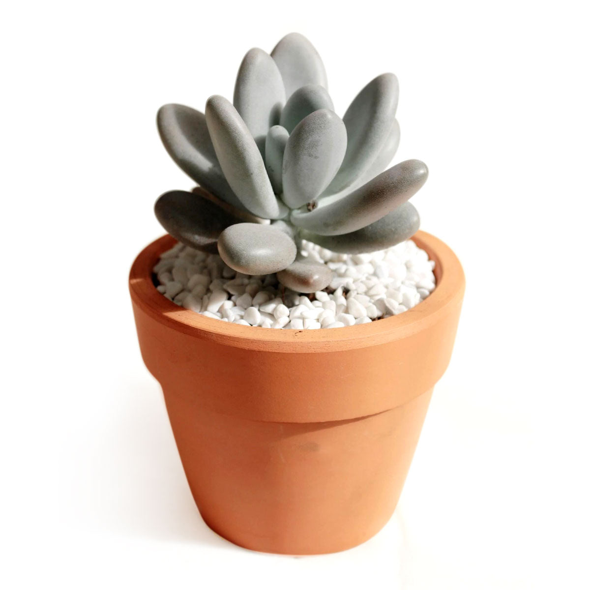 lavender pebbles succulent Lavender Pebbles Graptopetalum amethystinum | Care Guide
