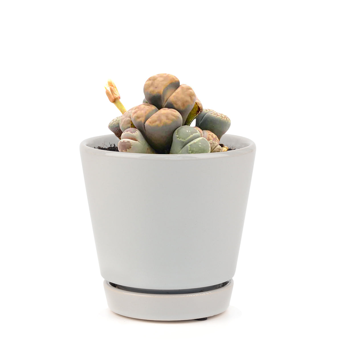 How to grow Lithop, rare succulents, rare succulents for sale, unique succulents, buy succulents online, rare succulent, succulent shop, unusual succulents, succulent store, succulents online, indoor succulents, exotic succulents for sale