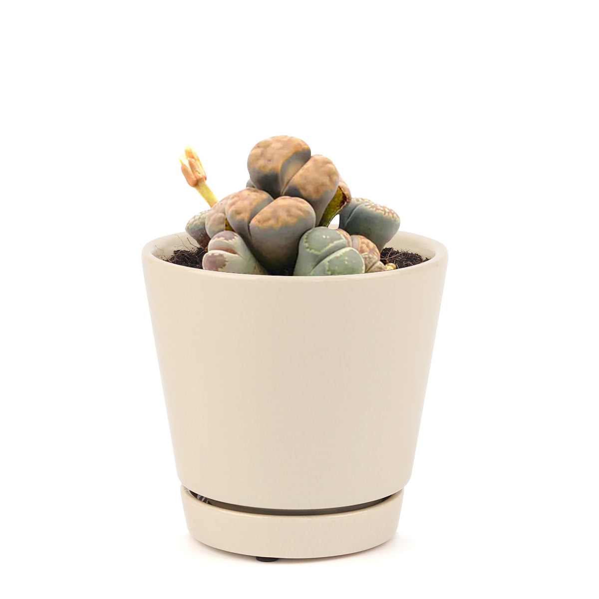 How to grow Lithop, rare succulents, rare succulents for sale, unique succulents, buy succulents online, rare succulent, succulent shop, unusual succulents, succulent store, succulents online, indoor succulents, weirdo succulents