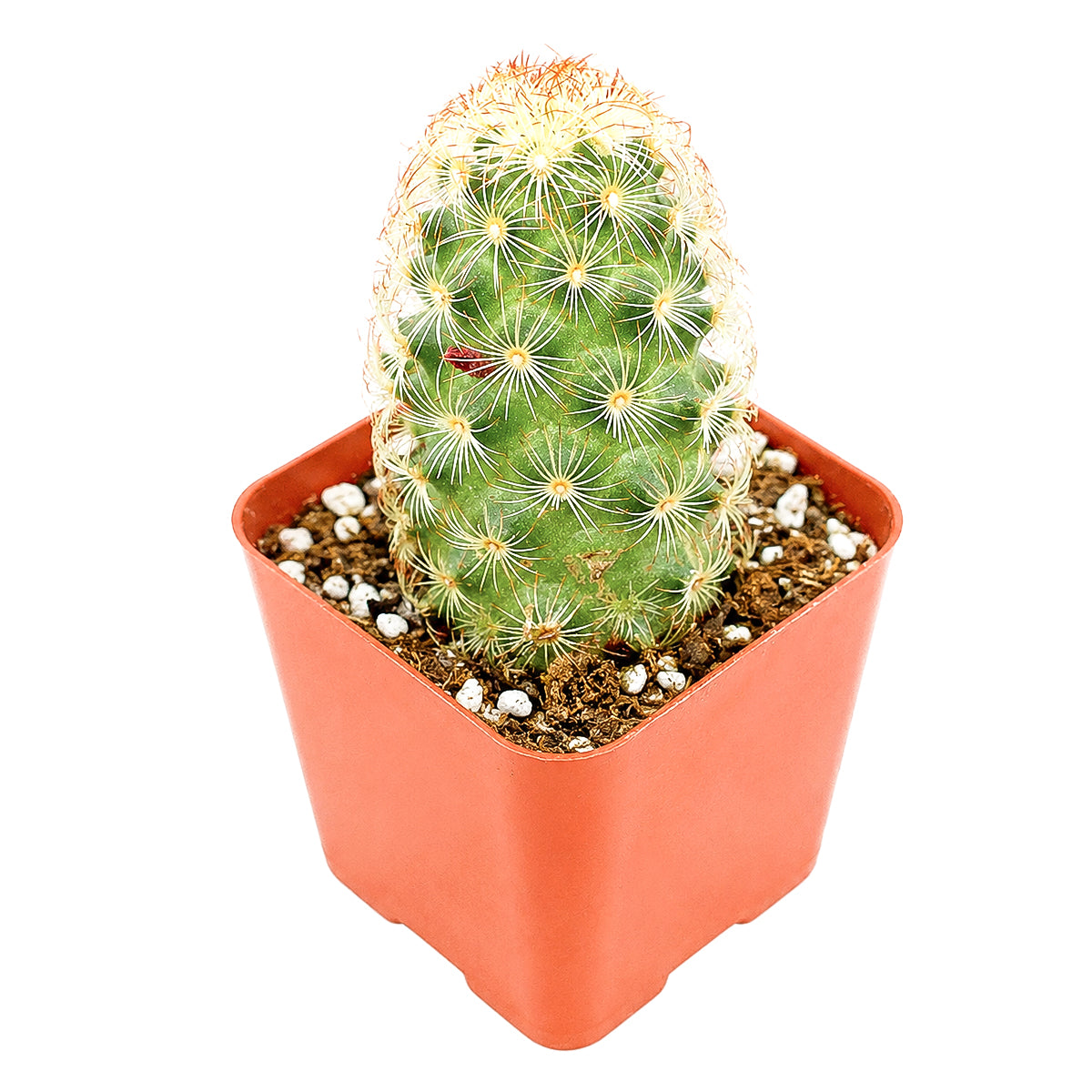 Buy 2" Lady Fingers Cactus (Mammillaria elongata) online. This eye-catching cactus is prized for its dense clusters of golden-spined stems that add lasting beauty throughout the year. It grows best in bright conditions with excellent drainage and occasional watering. A perfect accent for indoor plant collections, office spaces, or sunny shelves.