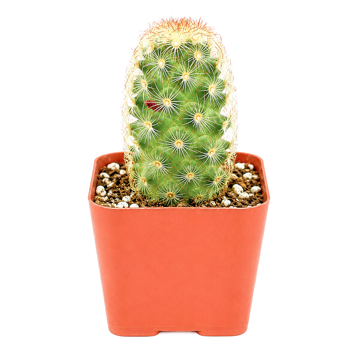 2" Lady Fingers Cactus (Mammillaria elongata) for sale. With its graceful cylindrical stems and compact clumping habit, this cactus creates a beautiful natural centerpiece in any succulent arrangement. It prefers a sunny location, a gritty cactus mix, and minimal watering. An excellent choice for collectors and anyone looking for an easy-care cactus.