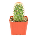 2" Lady Fingers Cactus (Mammillaria elongata) for sale. Known for its unique clumping growth habit and graceful cylindrical stems, this cactus brings natural beauty and character to any plant collection. It grows best in bright conditions with a fast-draining cactus mix and minimal watering. Perfect for decorative planters, office desks, or thoughtful gifts for cactus lovers.