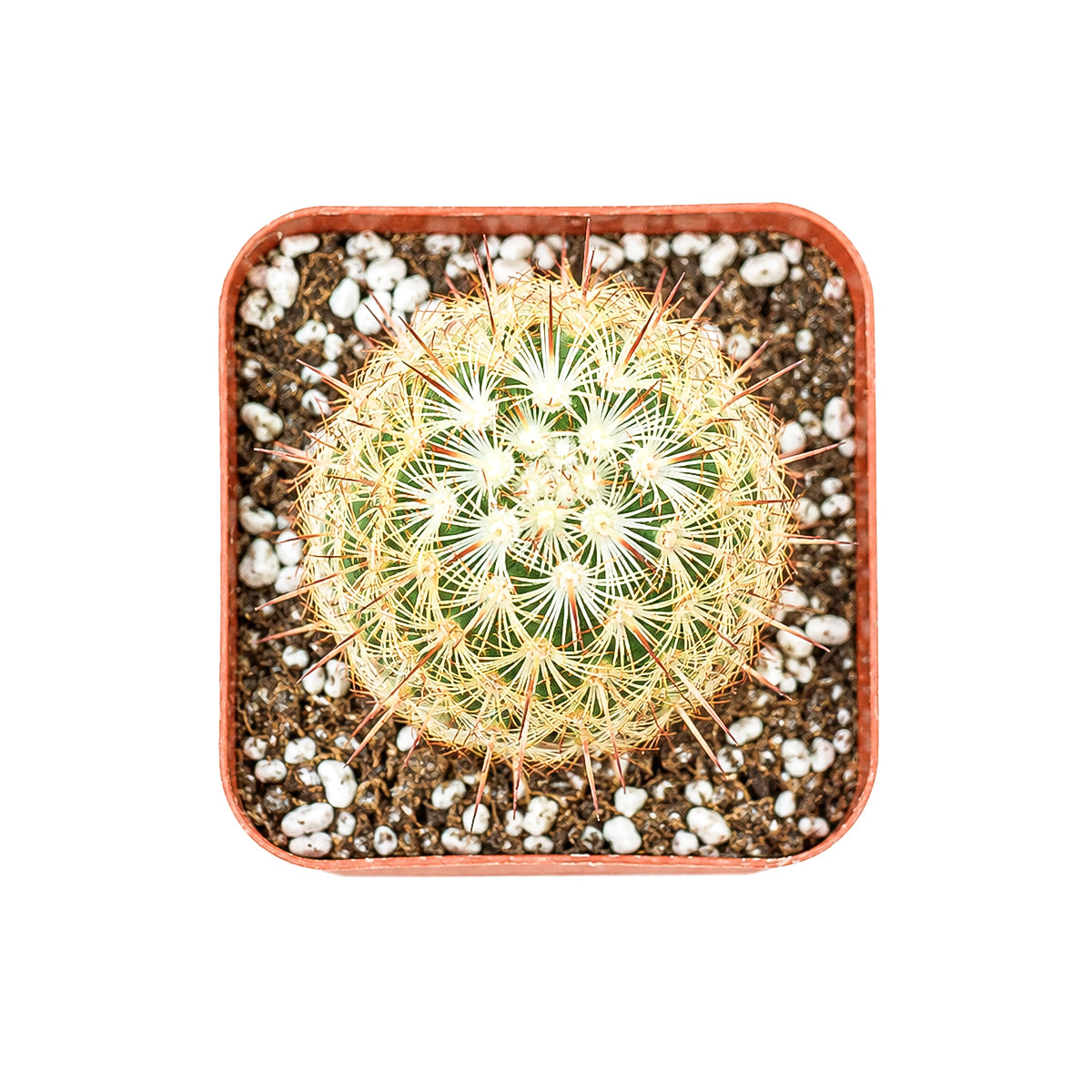 Buy 2" Lady Fingers Cactus (Mammillaria elongata) online. This sculptural cactus develops attractive branching clusters that bring depth and texture to any indoor plant display. It thrives in bright light with well-draining soil and requires only simple care. A striking addition to cactus collections or modern living spaces.