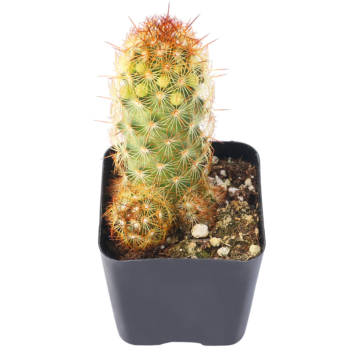 2" Lady Fingers Cactus (Mammillaria elongata) for sale. This distinctive cactus combines elegant finger-like stems with soft golden spines, making it a timeless favorite among collectors. It enjoys bright conditions, excellent drainage, and infrequent watering throughout the growing season. Perfect for windowsills, decorative pots, or unique plant gifts.