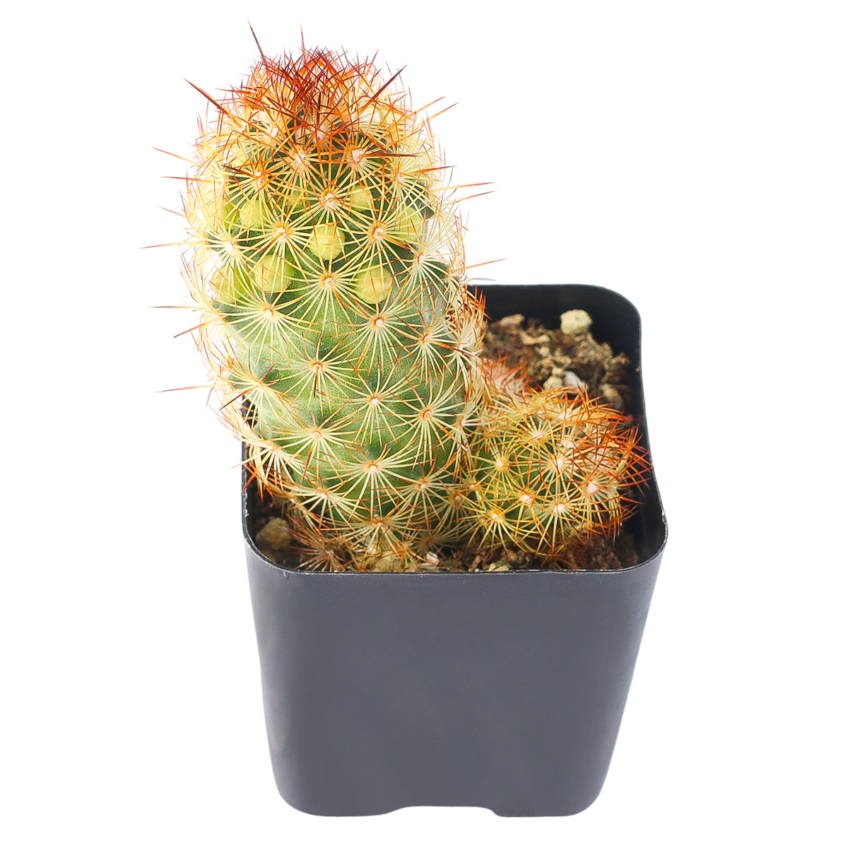 Buy 2" Lady Fingers Cactus (Mammillaria elongata) online. This beautiful cactus forms dense clusters that create an eye-catching display while remaining compact enough for small spaces. It grows well with bright light, occasional watering, and a gritty cactus mix. An ideal addition to home décor, curated cactus collections, or sunny indoor gardens.