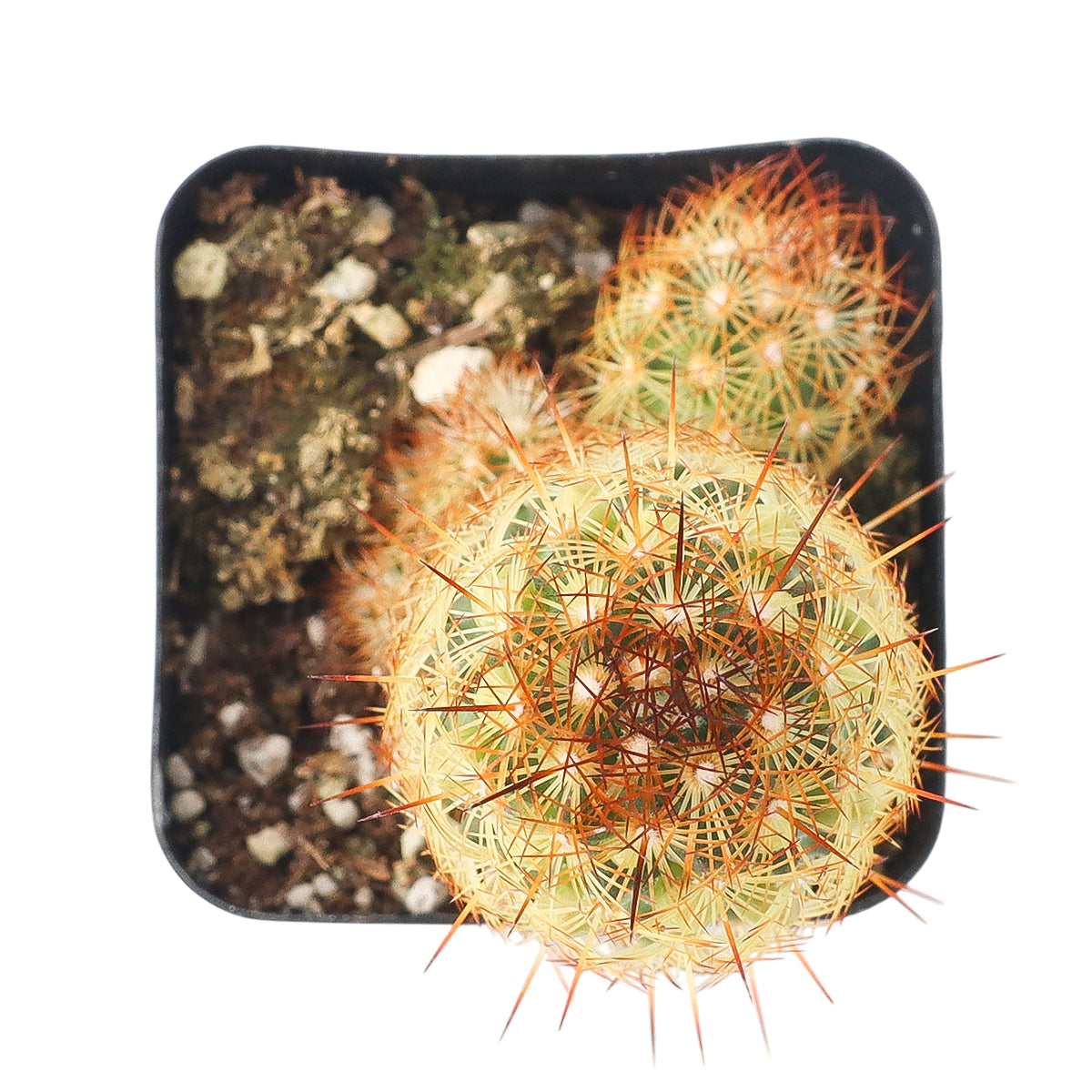 2" Lady Fingers Cactus (Mammillaria elongata) for sale. Featuring slender stems covered in fine golden spines, this easy-care cactus adds texture and warmth to shelves, windowsills, and tabletop displays. It requires very little maintenance and thrives in well-draining soil with bright, indirect light. A fantastic option for beginners and experienced cactus enthusiasts alike.