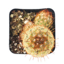 2" Lady Fingers Cactus (Mammillaria elongata) for sale. Known for its unique clumping growth habit and graceful cylindrical stems, this cactus brings natural beauty and character to any plant collection. It grows best in bright conditions with a fast-draining cactus mix and minimal watering. Perfect for decorative planters, office desks, or thoughtful gifts for cactus lovers.