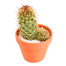 2" Lady Fingers Cactus (Mammillaria elongata) for sale. Known for its unique clumping growth habit and graceful cylindrical stems, this cactus brings natural beauty and character to any plant collection. It grows best in bright conditions with a fast-draining cactus mix and minimal watering. Perfect for decorative planters, office desks, or thoughtful gifts for cactus lovers.