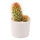 2" Lady Fingers Cactus (Mammillaria elongata) for sale. Known for its unique clumping growth habit and graceful cylindrical stems, this cactus brings natural beauty and character to any plant collection. It grows best in bright conditions with a fast-draining cactus mix and minimal watering. Perfect for decorative planters, office desks, or thoughtful gifts for cactus lovers.