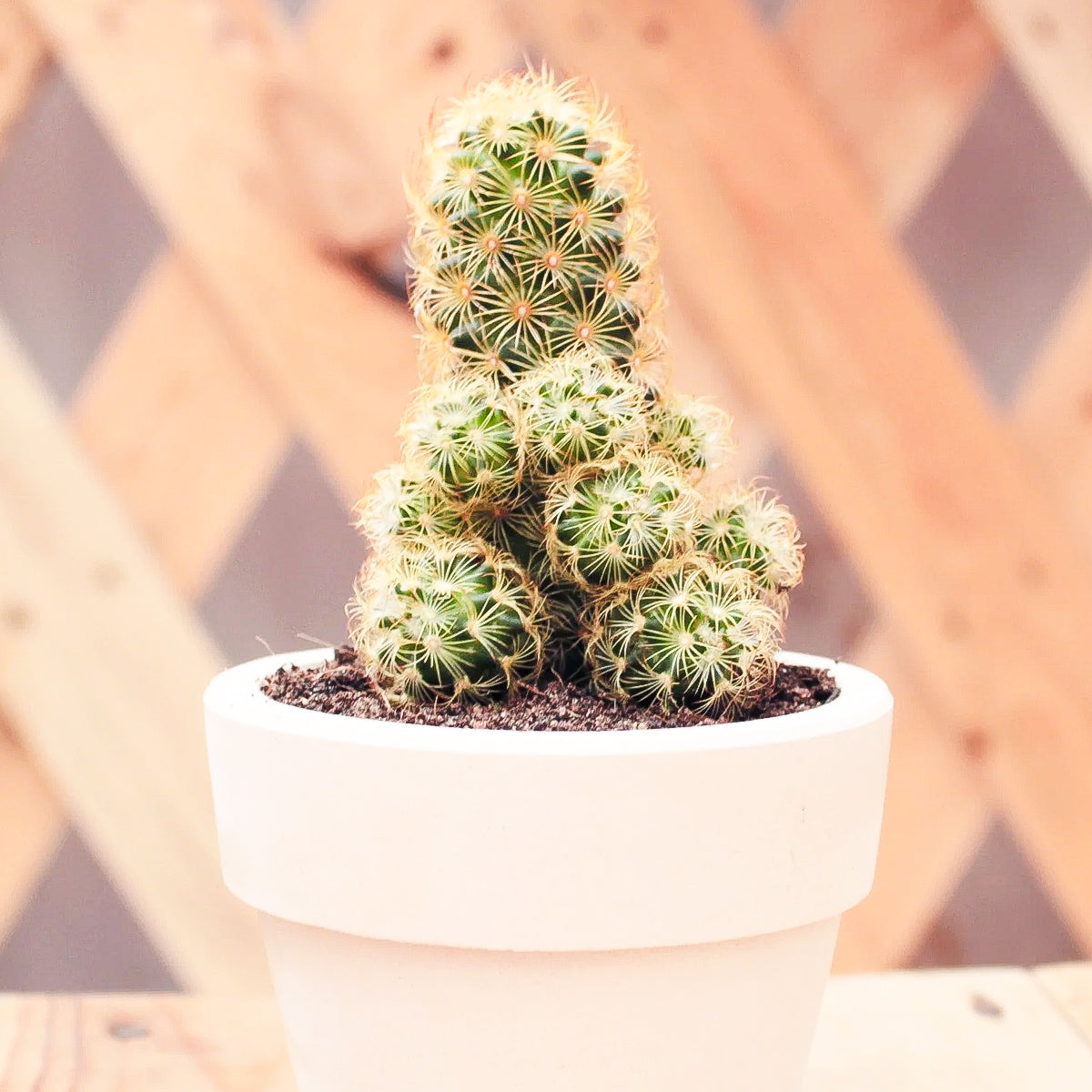 Buy 2" Lady Fingers Cactus (Mammillaria elongata) online. This charming cactus produces clusters of slender finger-like stems covered in delicate golden spines, creating a soft and textured appearance. It thrives in bright, indirect light with well-draining soil and occasional watering. A wonderful addition to cactus collections, sunny windowsills, or modern indoor plant displays.