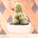 2" Lady Fingers Cactus (Mammillaria elongata) for sale. Known for its unique clumping growth habit and graceful cylindrical stems, this cactus brings natural beauty and character to any plant collection. It grows best in bright conditions with a fast-draining cactus mix and minimal watering. Perfect for decorative planters, office desks, or thoughtful gifts for cactus lovers.
