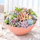Buy Large 10" Round Terra Cotta Succulent Arrangement online. A beautiful mix of live succulents arranged in a 10-inch round terra cotta planter, perfect as a natural centerpiece.