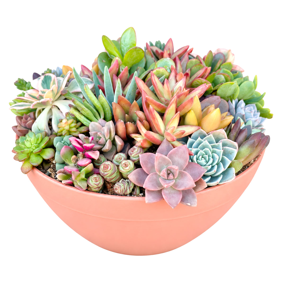 Side view of 10 inch round terra cotta succulent arrangement with vibrant live plants