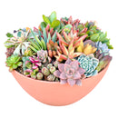 Buy Large 10" Round Terra Cotta Succulent Arrangement online. A beautiful mix of live succulents arranged in a 10-inch round terra cotta planter, perfect as a natural centerpiece.