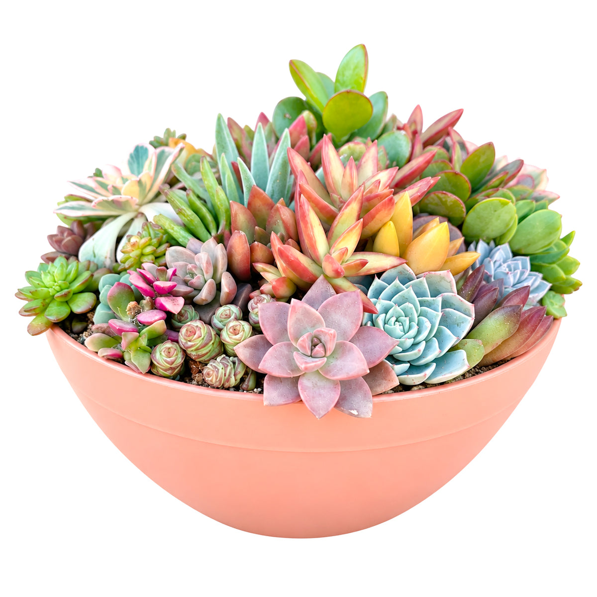 Close up of colorful live succulent varieties in a 10 inch terra cotta bowl