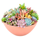 Buy Large 10" Round Terra Cotta Succulent Arrangement online. A beautiful mix of live succulents arranged in a 10-inch round terra cotta planter, perfect as a natural centerpiece.