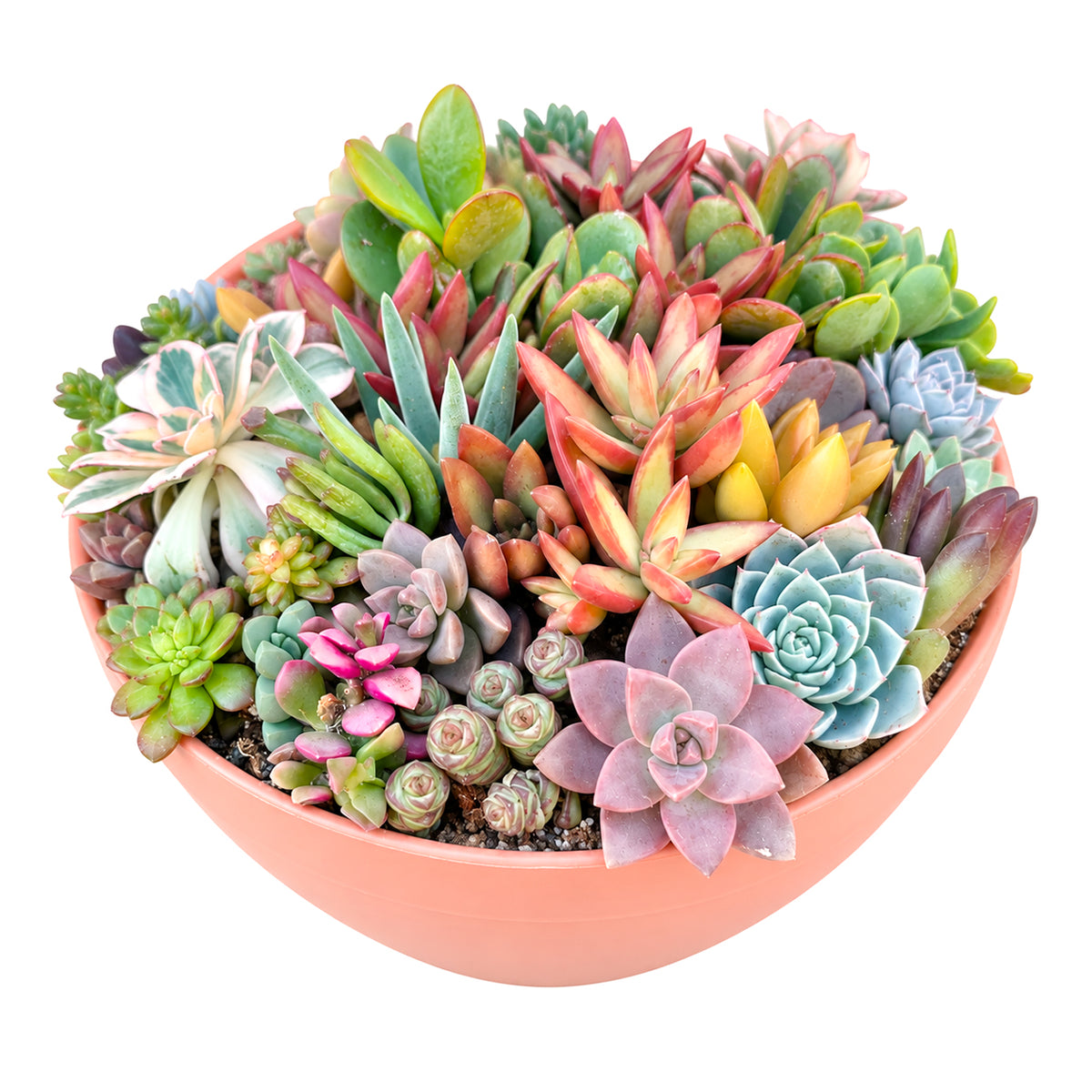 Top down view showing diverse colorful succulents in a round terra cotta planter