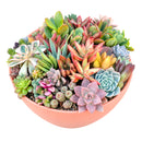 Buy Large 10" Round Terra Cotta Succulent Arrangement online. A beautiful mix of live succulents arranged in a 10-inch round terra cotta planter, perfect as a natural centerpiece.