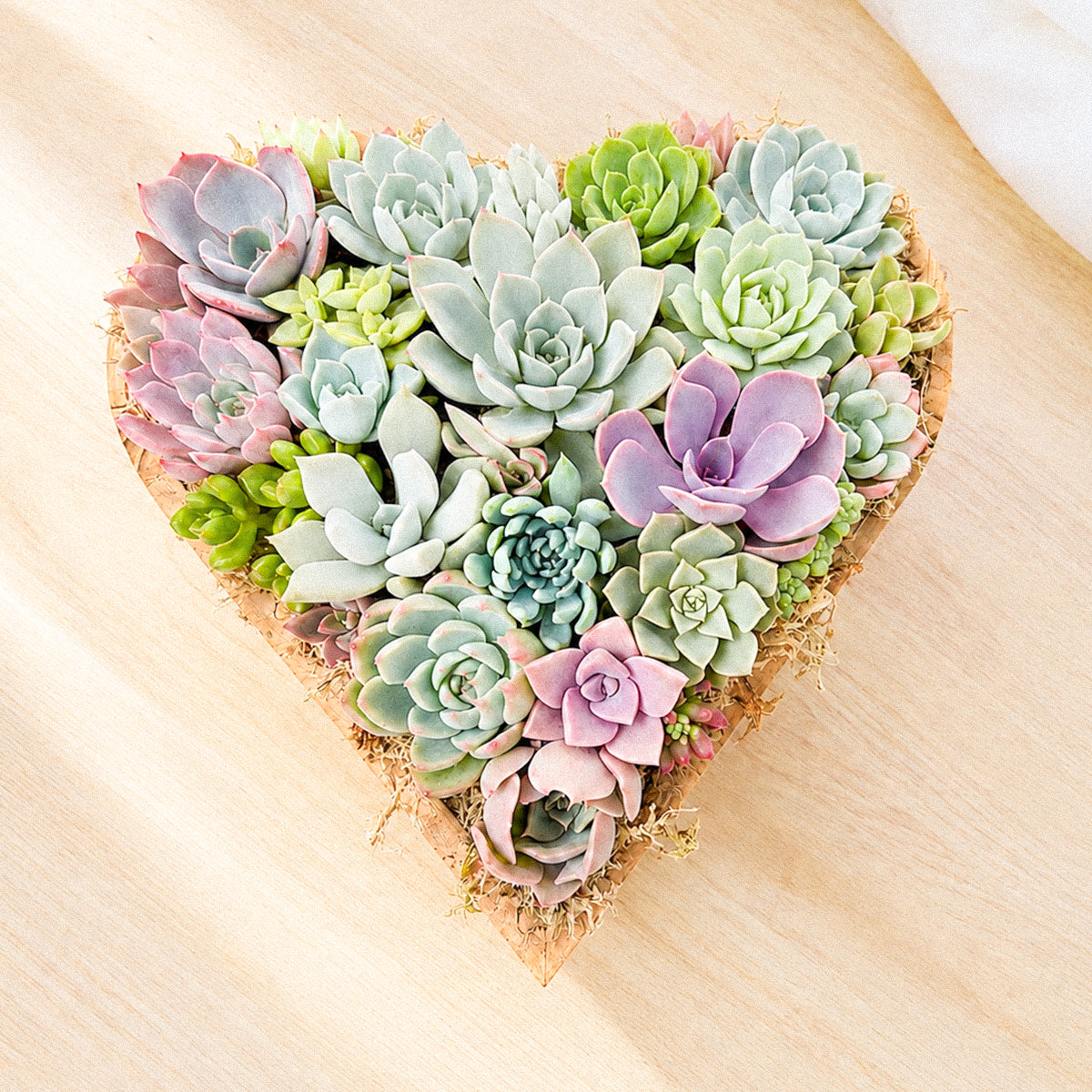 Buy Large 10" Succulent Heart Arrangement online. A heart-shaped display of colorful succulents, perfect for meaningful gifts and home decor.