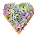 Large 10" Succulent Heart Arrangement for sale. This eye-catching succulent centerpiece makes a thoughtful gift for birthdays, anniversaries, and special occasions.