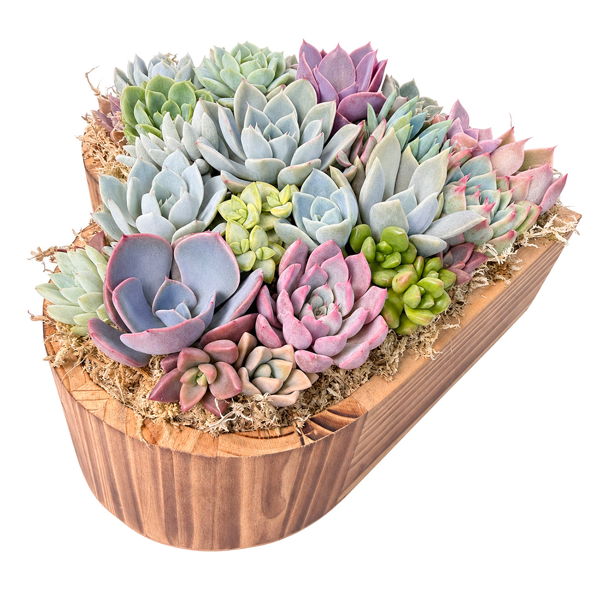 Large 10" Succulent Heart Arrangement for sale. This unique succulent display creates a beautiful centerpiece for special occasions and everyday decor.
